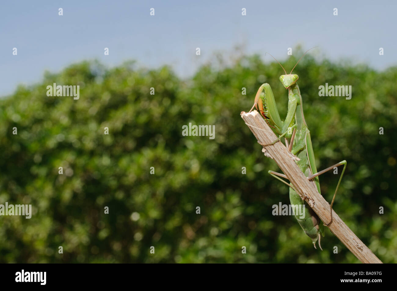 Mittelmeer Gottesanbeterin Mantis Religiosa Spanien Stockfoto