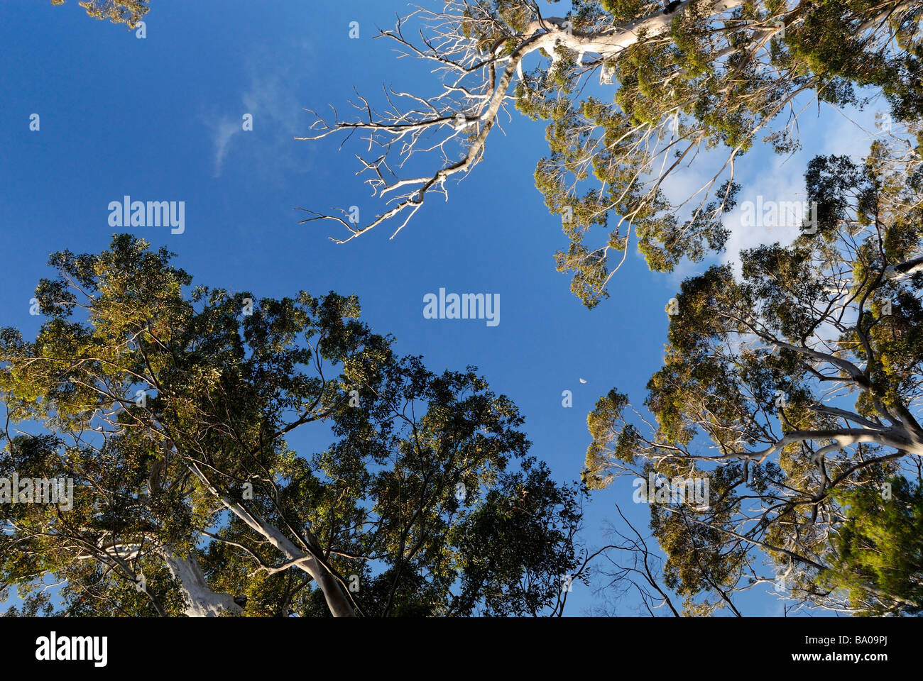 Hohen Bäumen Western Australien Tal von The Giants Walpole Stockfoto