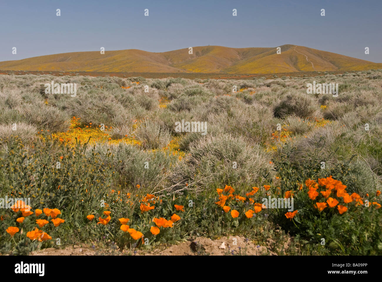 Antelope Valley California Poppy Reserve Stockfoto