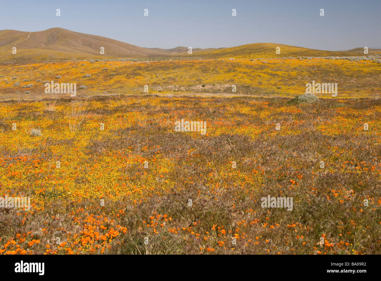 Antelope Valley California Poppy Reserve Stockfoto