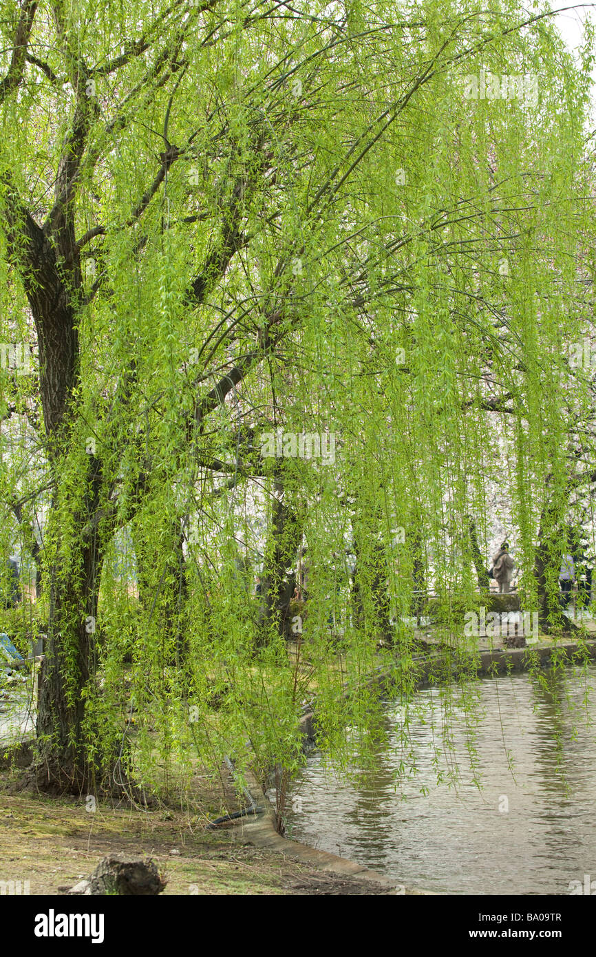 Der Frühling ist hier auf einer Weide Stockfoto