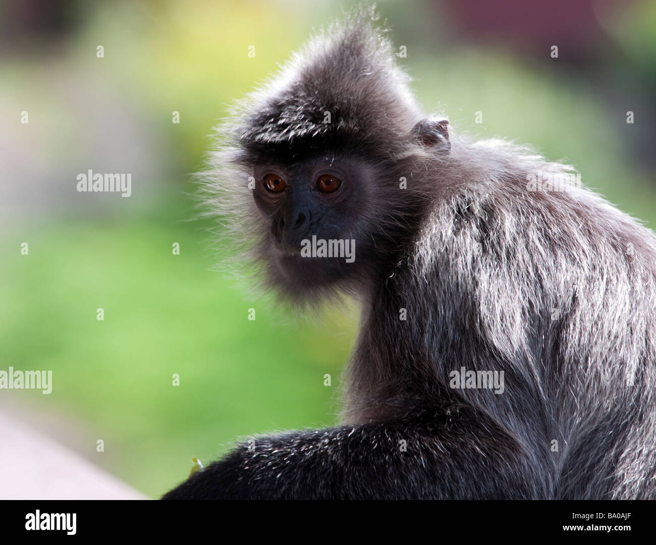 Nahaufnahme von wilden männlichen versilbert Blatt Affen Trachypithecus Cristatus Cristatus Sabah Malaysia Borneo Stockfoto