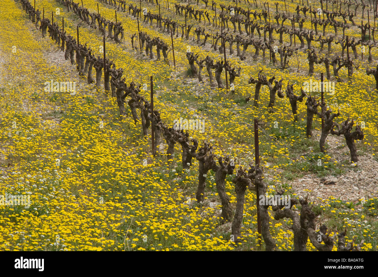 Weingut Chateau Neuf de Pape Rhonetal Provence Frankreich Stockfoto