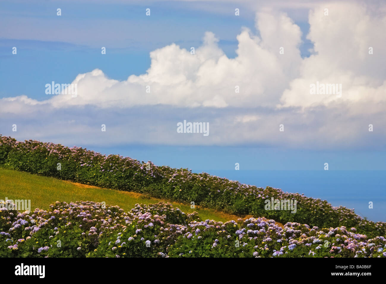 Blick über Hortensia Feld mit blauem Himmel im Hintergrund die Insel Sao Miguel, Azoren, Portugal Stockfoto