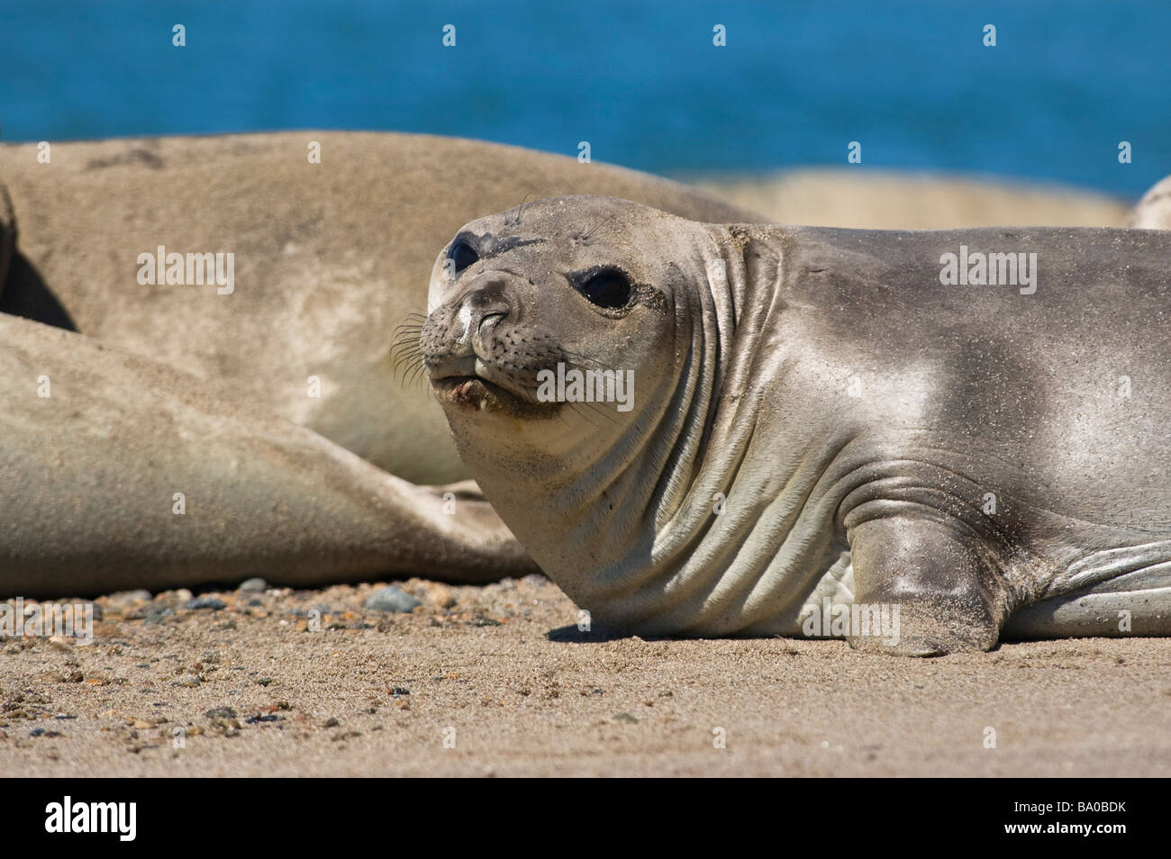 See-Elefanten in der Küste der Halbinsel Valdes Patagonien Argentinien Stockfoto