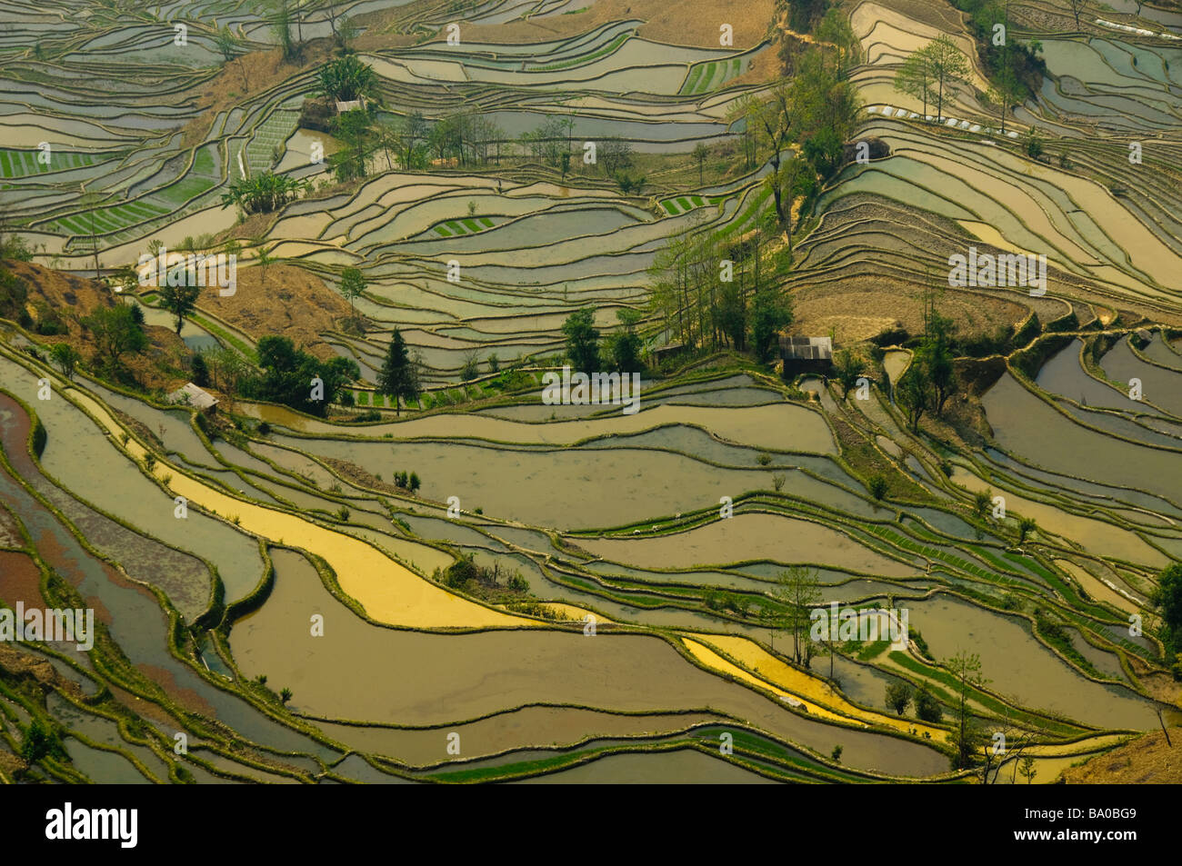 die prächtige Tiger Mund Reisterrassen von Yuanyang in Yunnan China Stockfoto