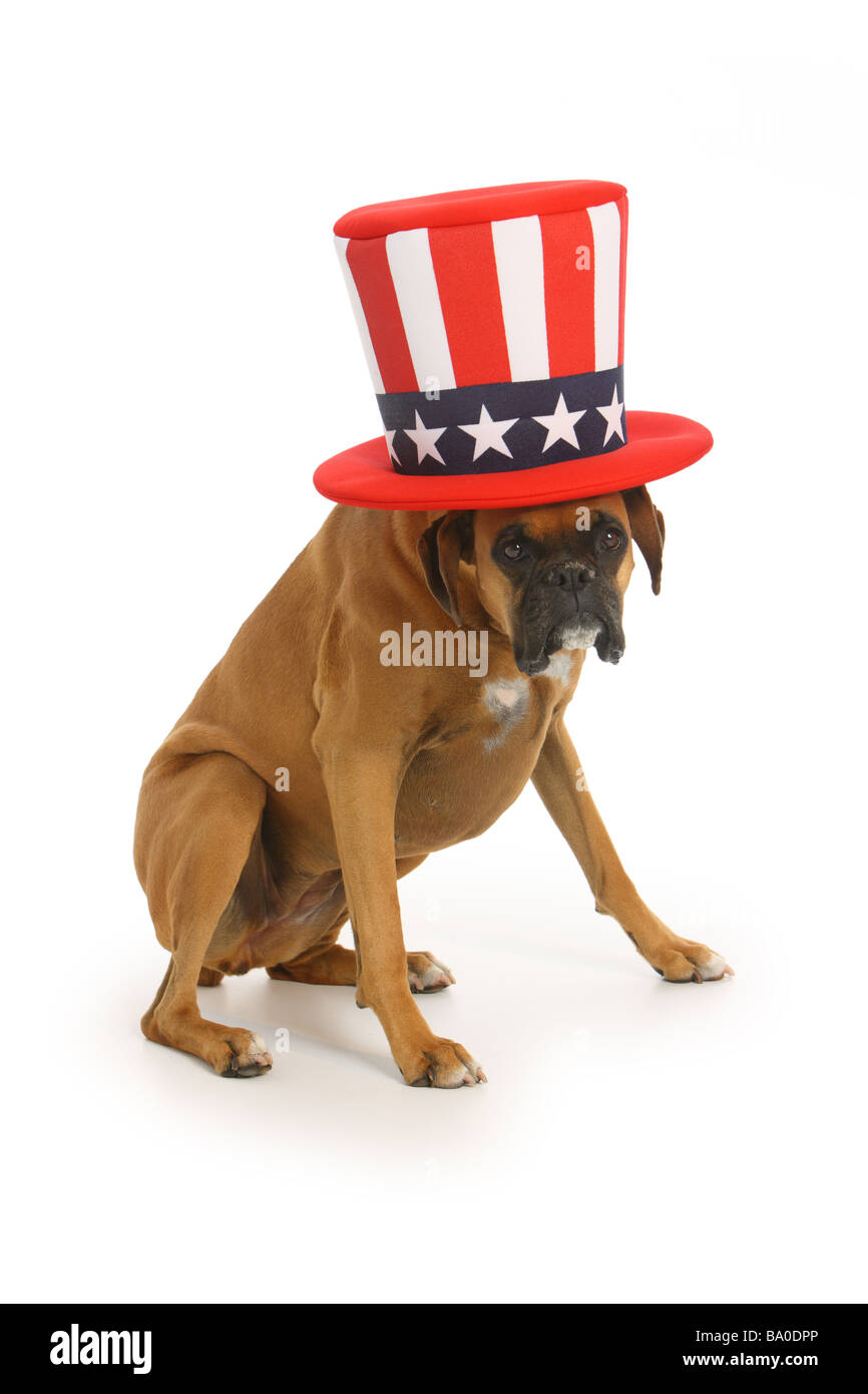 Boxer Hund mit Uncle Sam Hut auf weißem Hintergrund Stockfoto