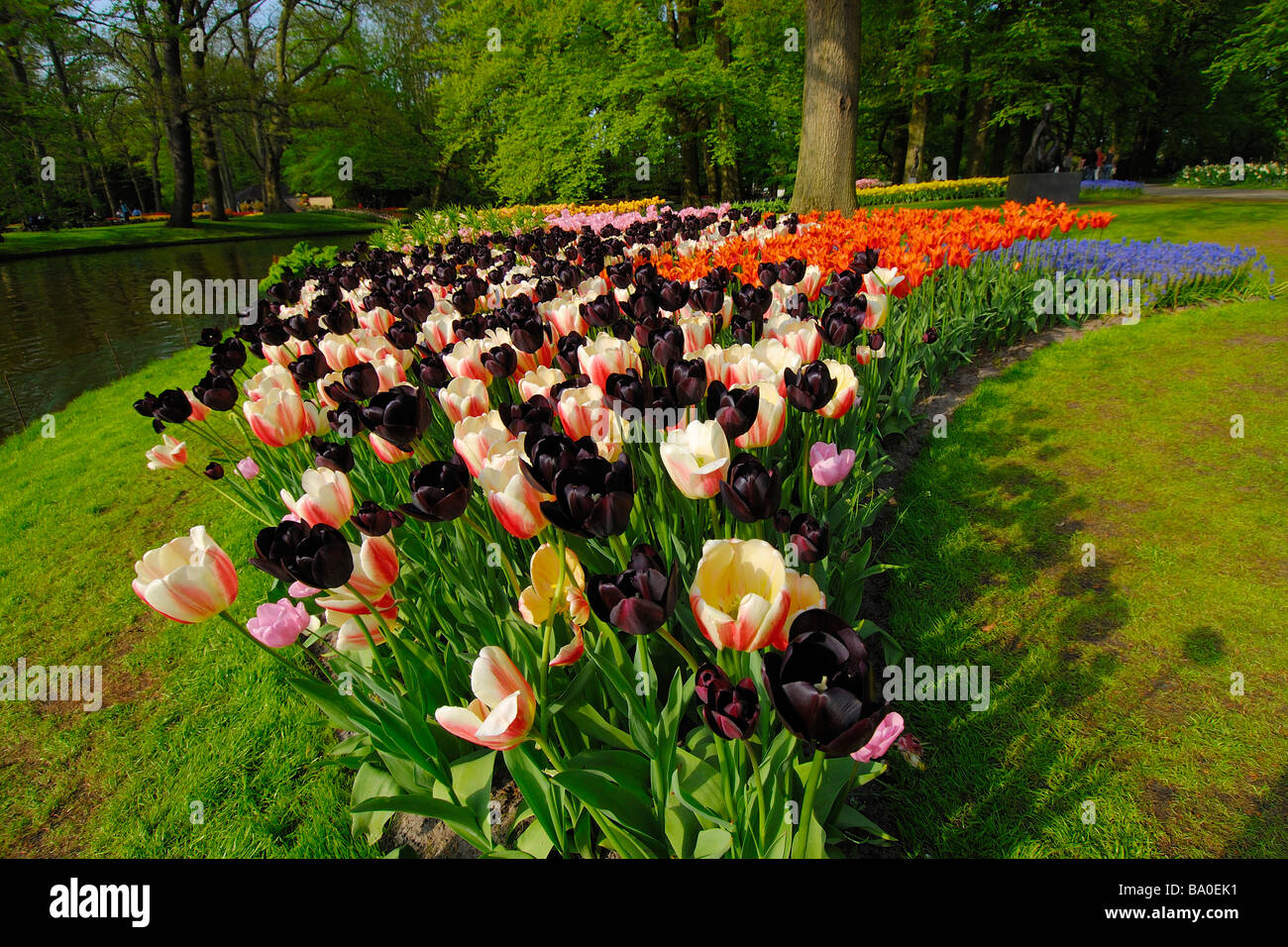 Tulpen im Garten Stockfoto