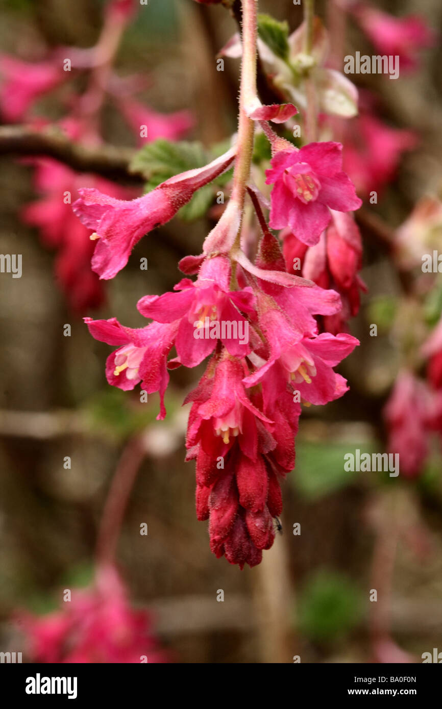 Rote Johannisbeere, purpurrote Blume Familie Grossulariaceae, enge Makro detailliert dargestellt Stockfoto