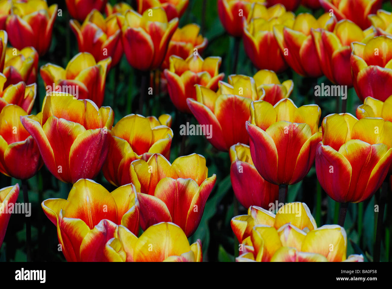 Tulpen von Holland Stockfoto