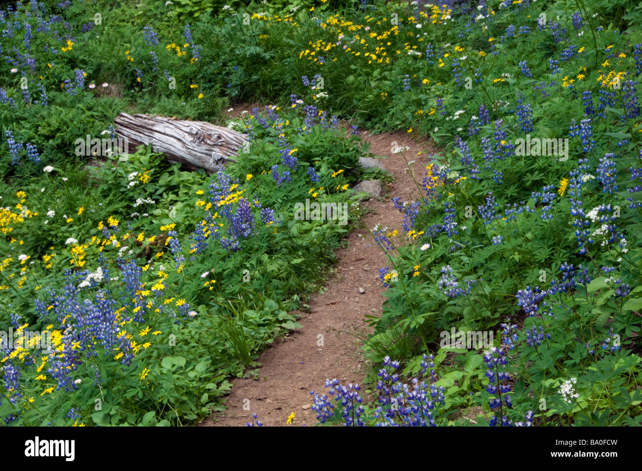 Subalpine Wildblumen in Mount Rainier Nationalpark Washington USA Stockfoto