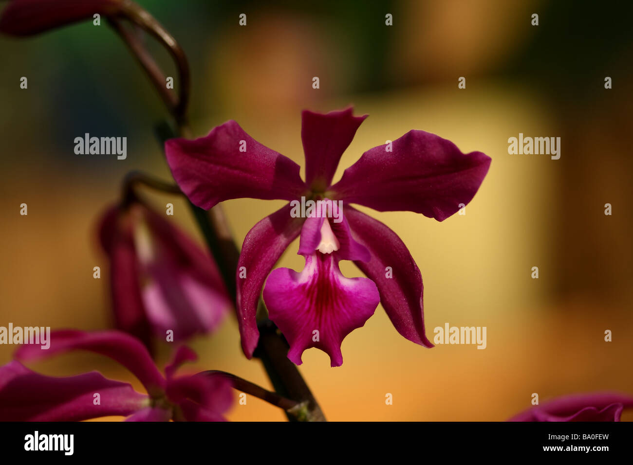 Cataleya Corsage Orchidee Blüte zeigt Nahaufnahme Makro-Detail der Blütenstruktur Stockfoto