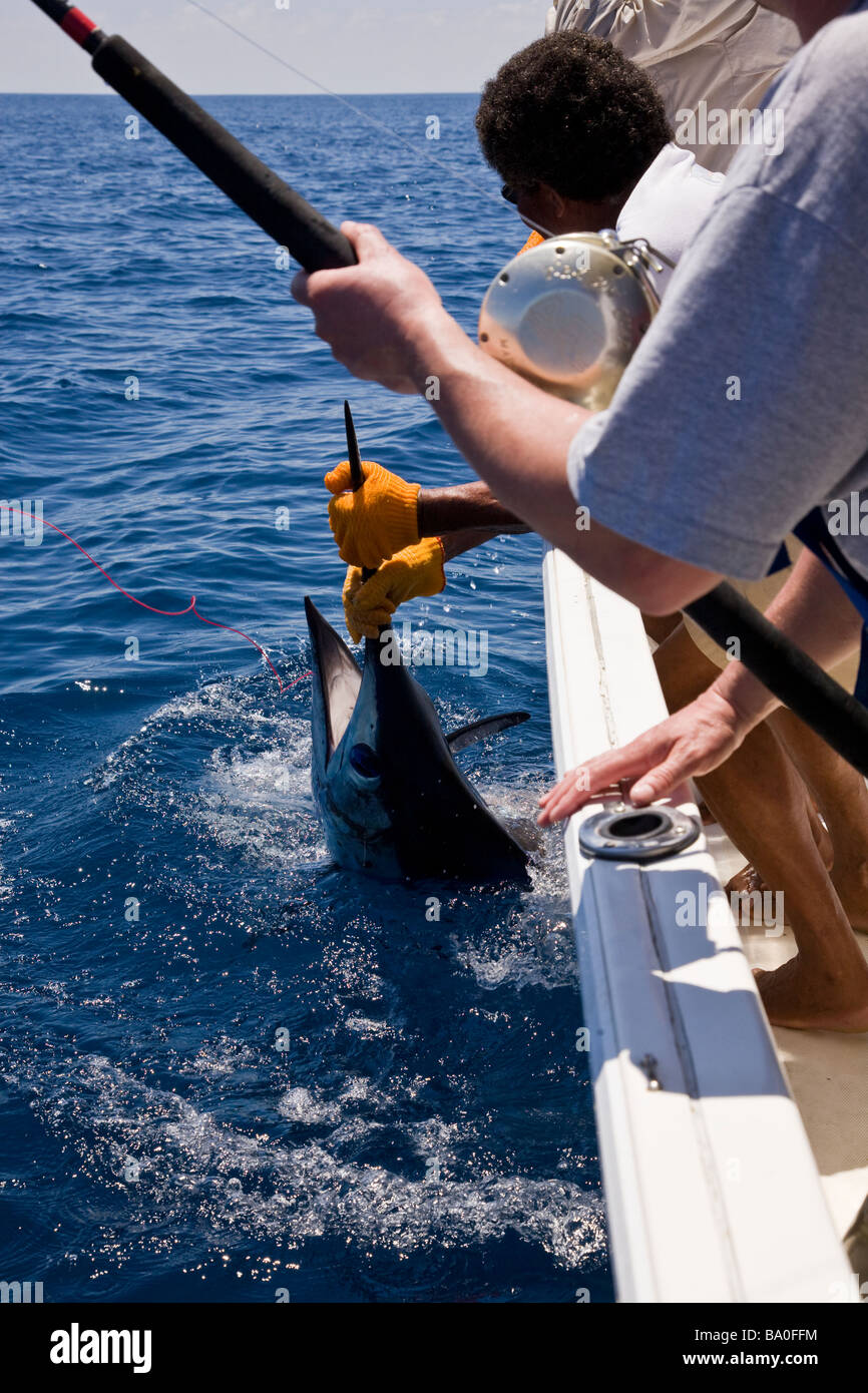 Sportfischen in Drake Bay, Costa Rica. In einem blauen Marlin (Makaira Nigricans) schleppen. Stockfoto