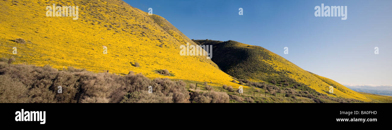 Frühlings-Blüte an der offenen Straße, Zentral-Kalifornien-USA Stockfoto