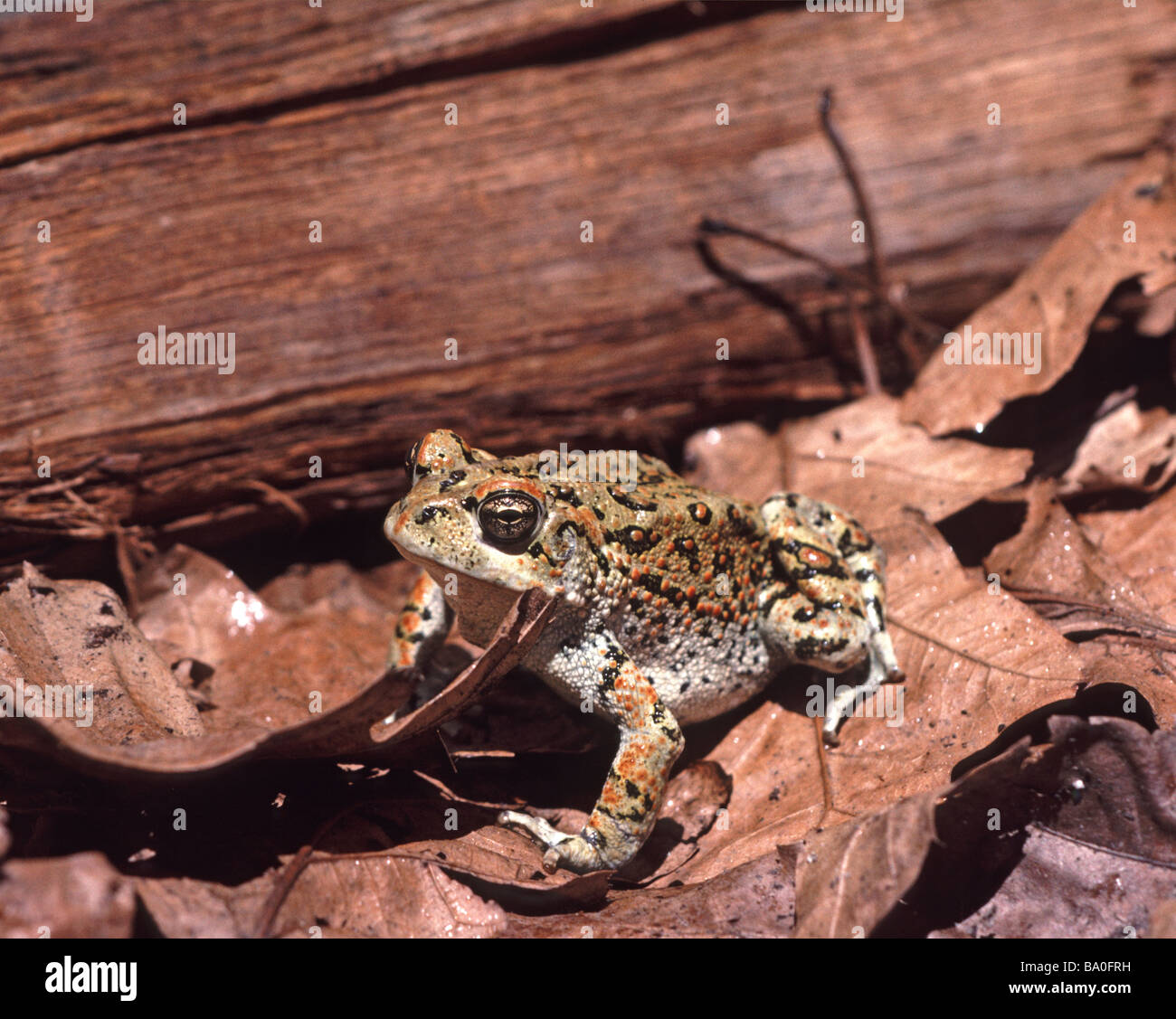 Westliche Kröte Bufo Boreas im Hinterhofgarten San Francisco Kalifornien, USA Stockfoto