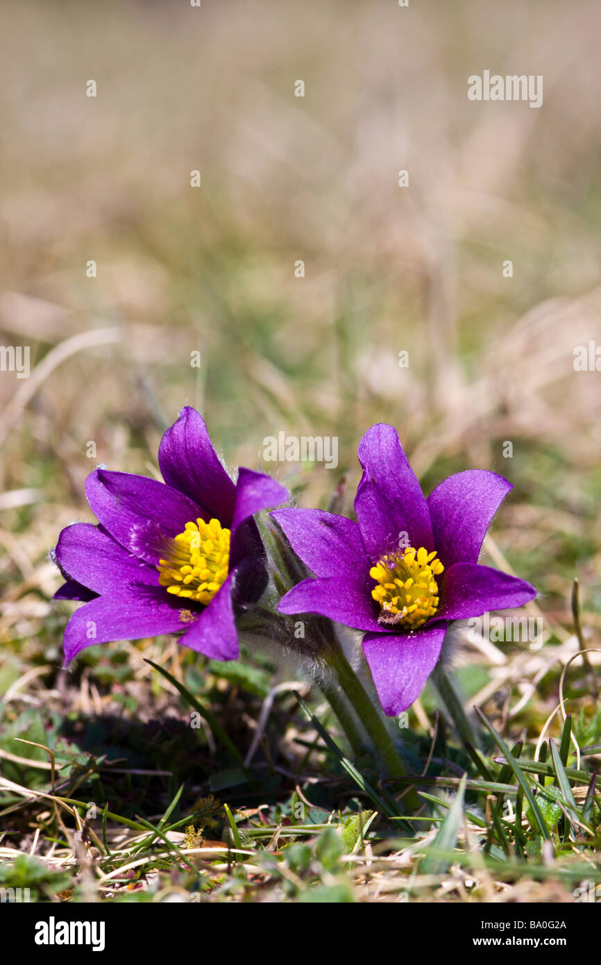 Pasqueflowers Stockfoto