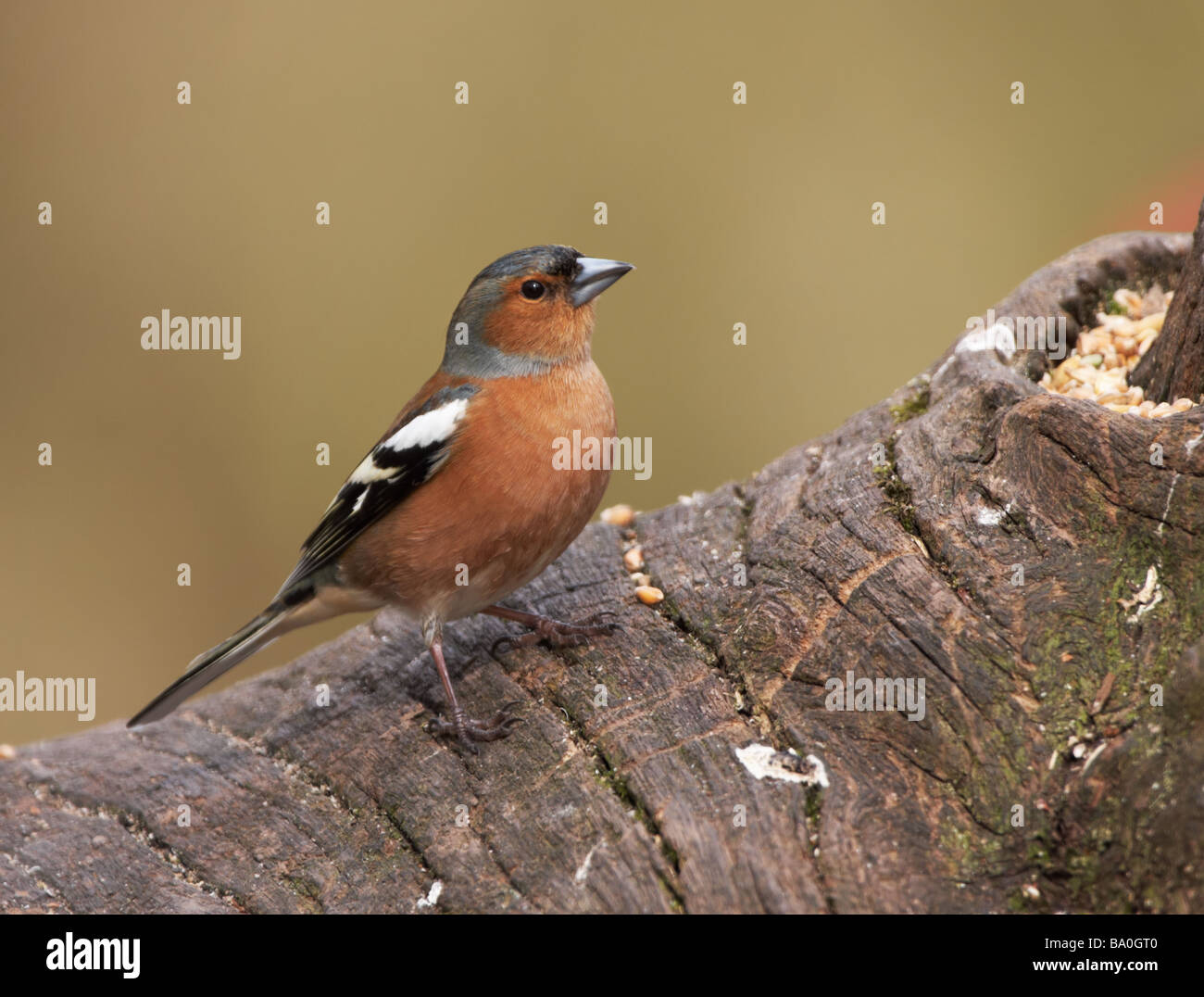 Männlichen Buchfinken posiert auf einem umgestürzten Baumstamm Stockfoto