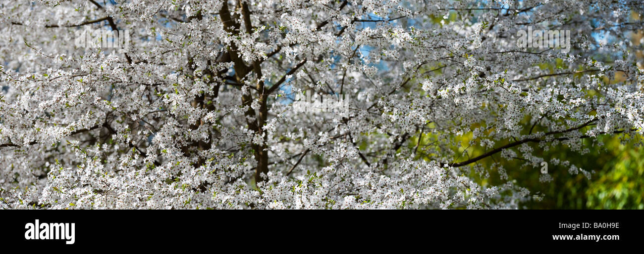 Prunus Sogdiana Vassilcz. Cherry Plum Baum in voller Blüte im Evenley Holz Garten, Northamptonshire. England. Panorama Stockfoto