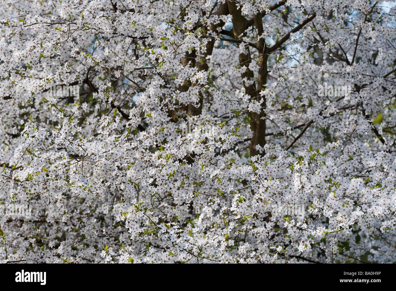 Prunus Sogdiana Vassilcz. Cherry Plum Baum in voller Blüte im Evenley Holz Garten, Northamptonshire. England Stockfoto