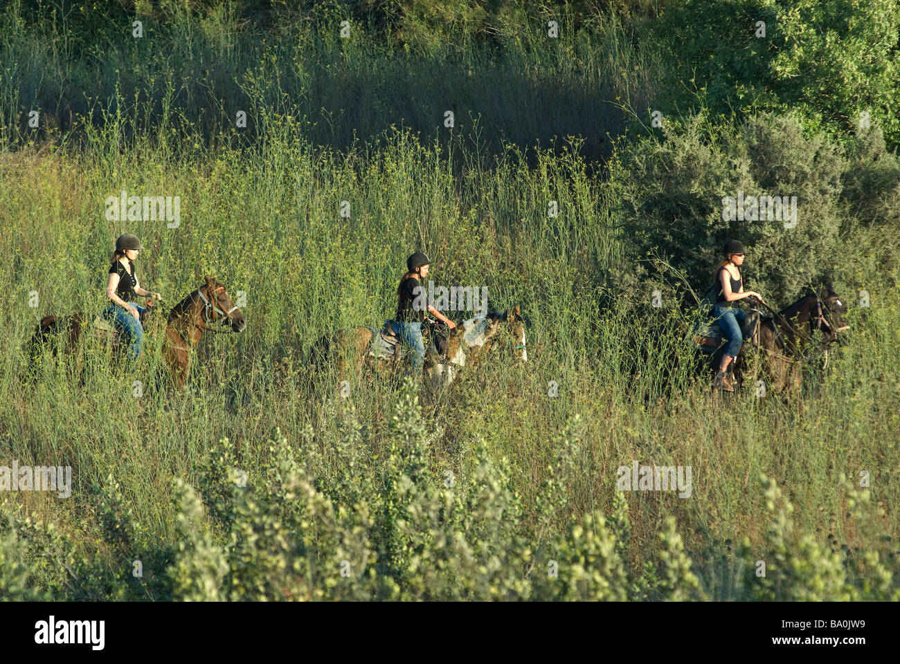 Israelische Frauen Reitpferde im Menashe Höhen oder Ramot Menashe befindet sich auf dem Carmel Bereich Nordisrael Stockfoto