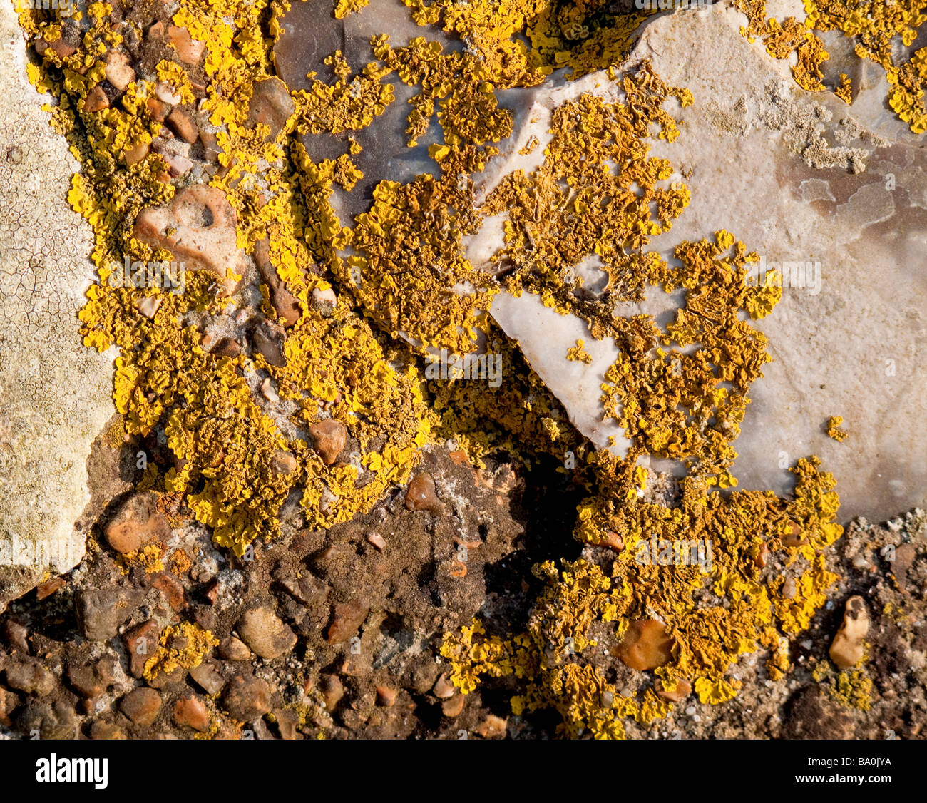 Nahaufnahme von orange gelbe Flechte Xanthoria Parietina auf einer Steinmauer Stockfoto
