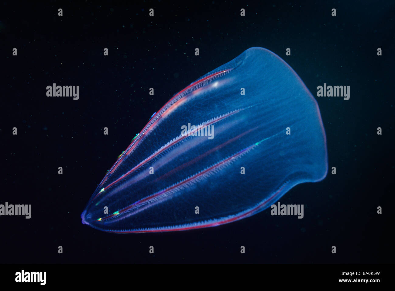 Biolumineszenz Comb Jelly (Beroe Forskalii) aus der Insel Santa Cruz, Kalifornien Kanalinseln, USA. Stockfoto