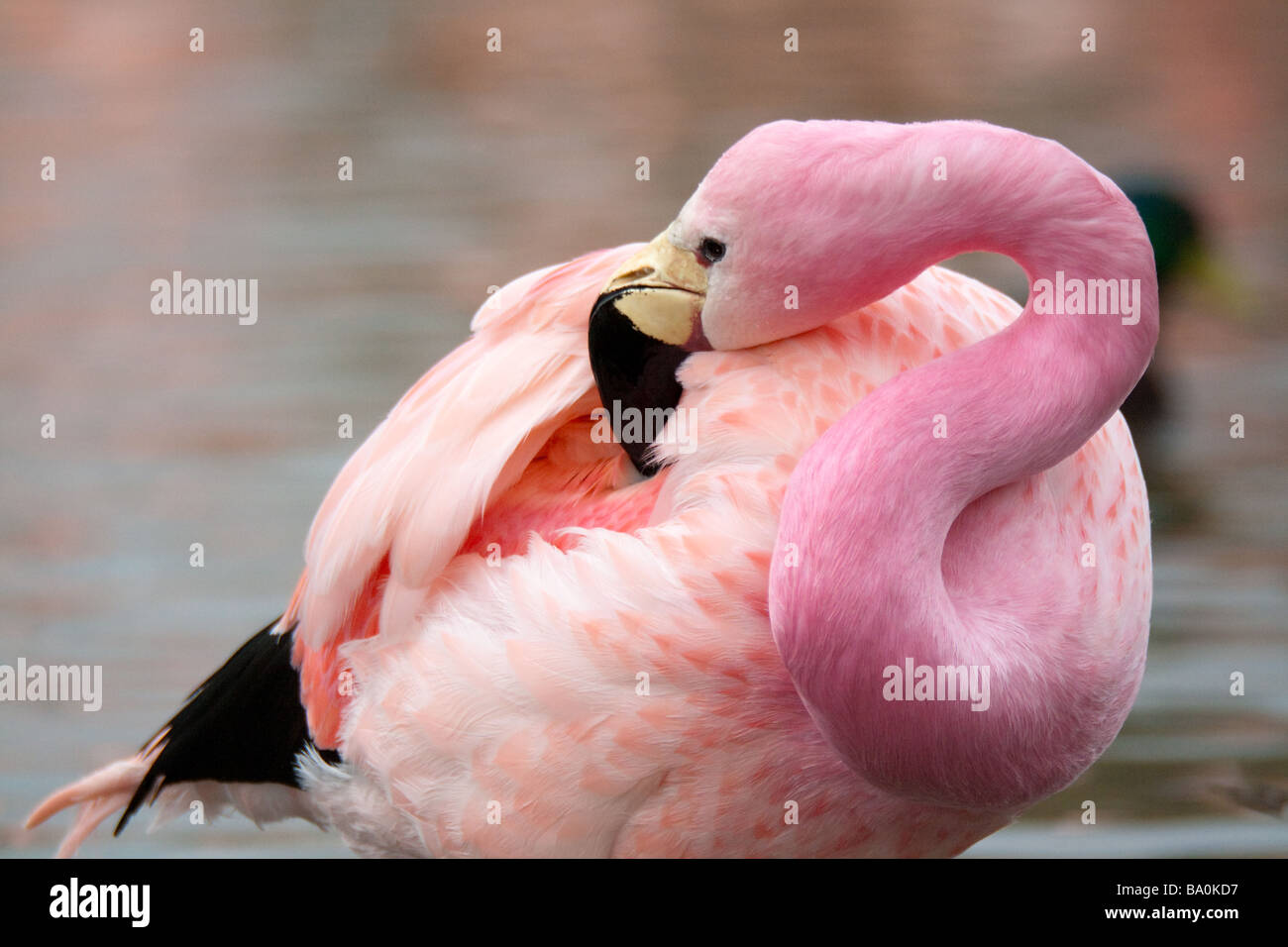 Anden-Flamingo Stockfoto