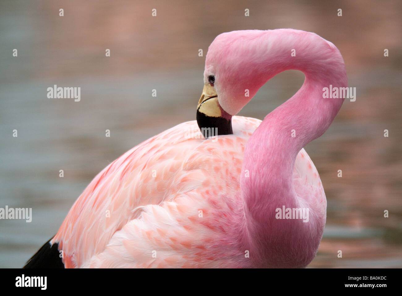 Anden-Flamingo Stockfoto