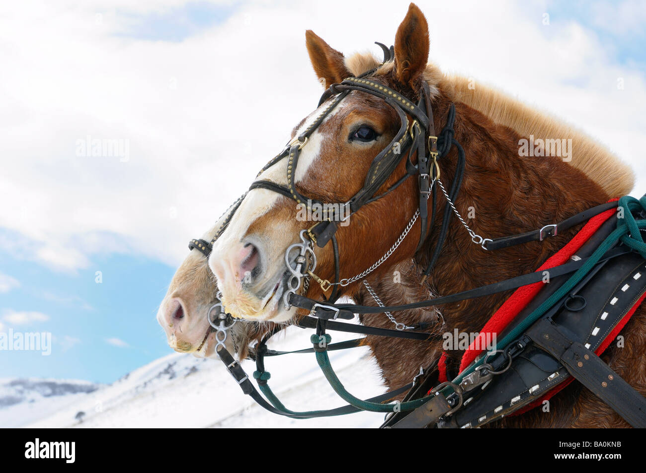 Entwurf der Pferde nach einer Schlittenfahrt durch die National Elk Refuge in Jackson Hole, Wyoming Stockfoto