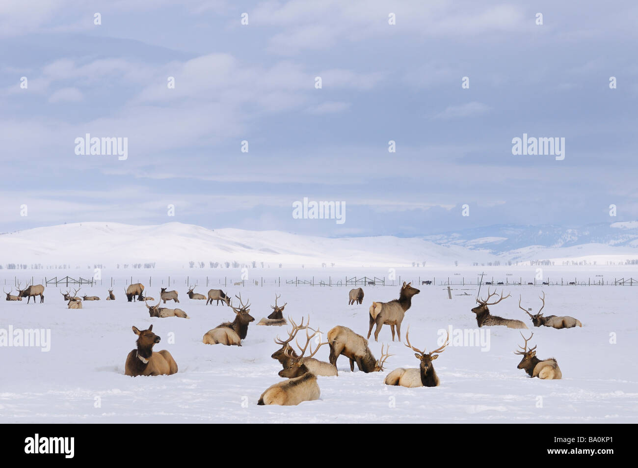 Herde von Elk Überwinterung am National Elk Refuge in Jackson Hole, Wyoming Stockfoto