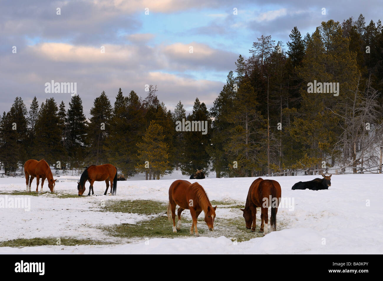 Gruppe von Quarter Horses und Elche in einem Feld am Dreieck x Ranch Grand Teton National Park Wyoming Stockfoto
