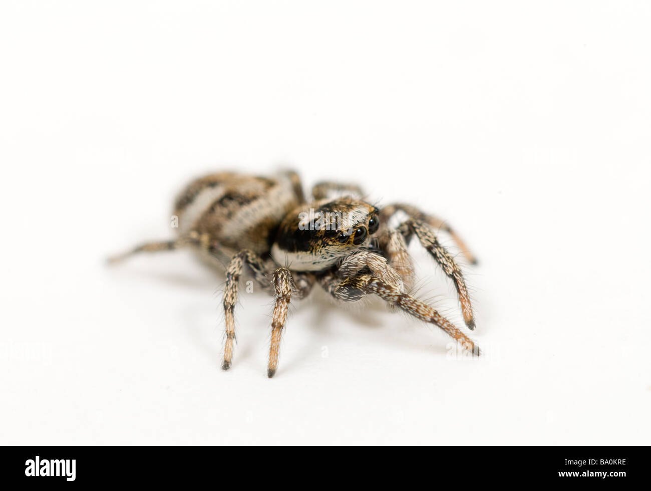 Zebra-Springspinne Salticus scenicus Stockfoto