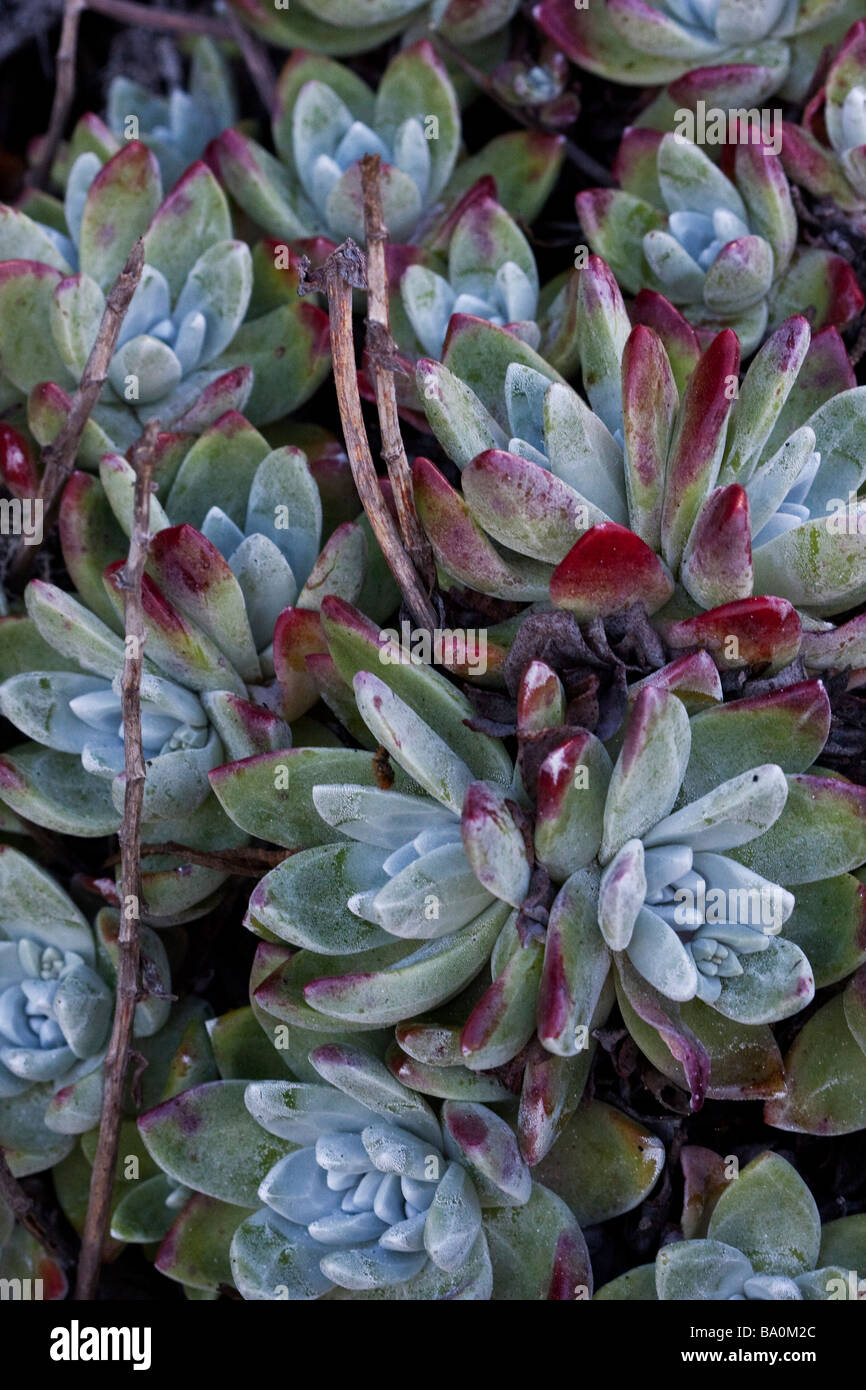 Saftige Küsten Blumen in den Point Lobos State Reserve, Kalifornien, USA Stockfoto