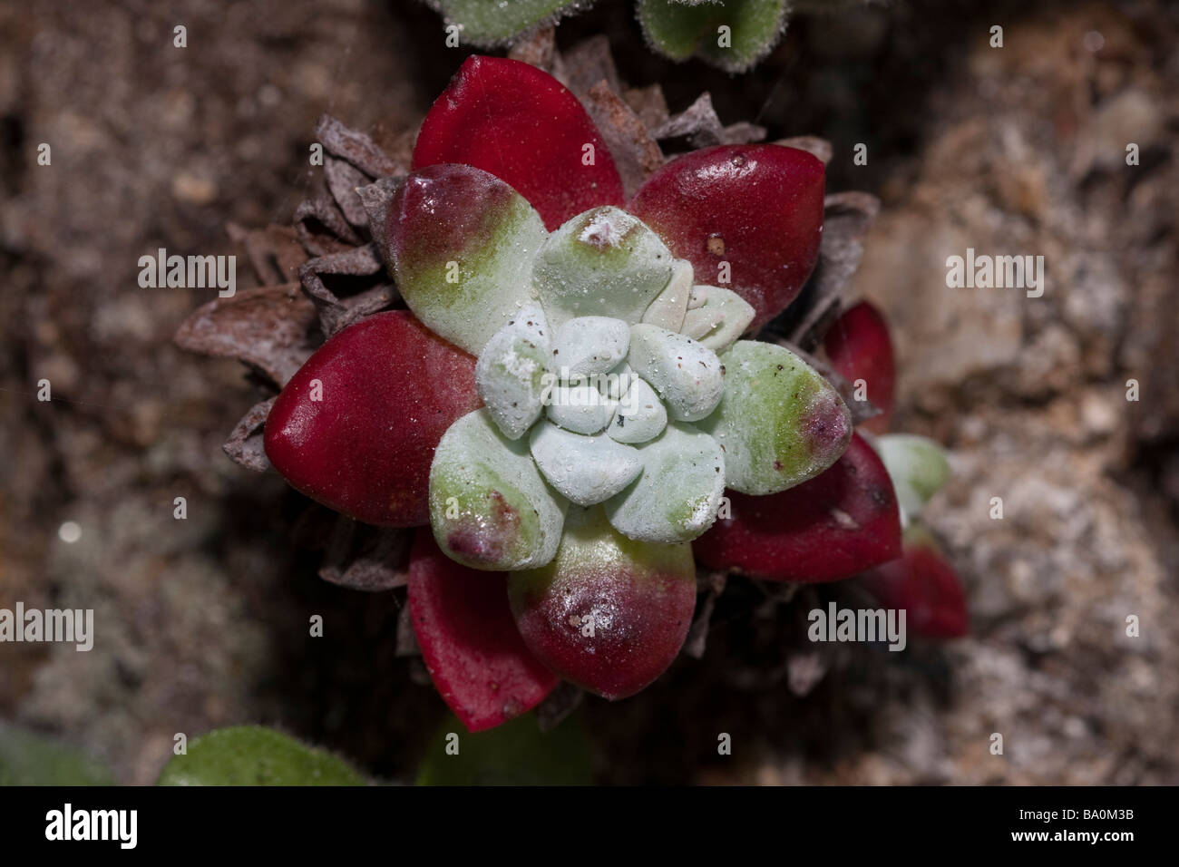 Saftige Küsten Blume in den Point Lobos State Reserve, Kalifornien, USA Stockfoto