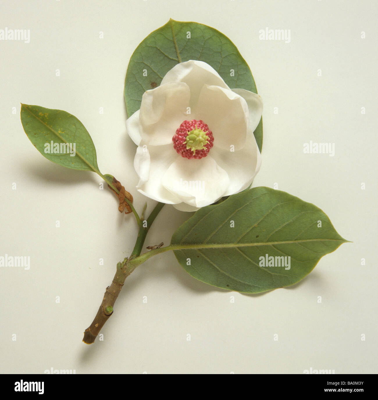 Magnolia Wilsonii, Wilsons Magnolie Stockfoto