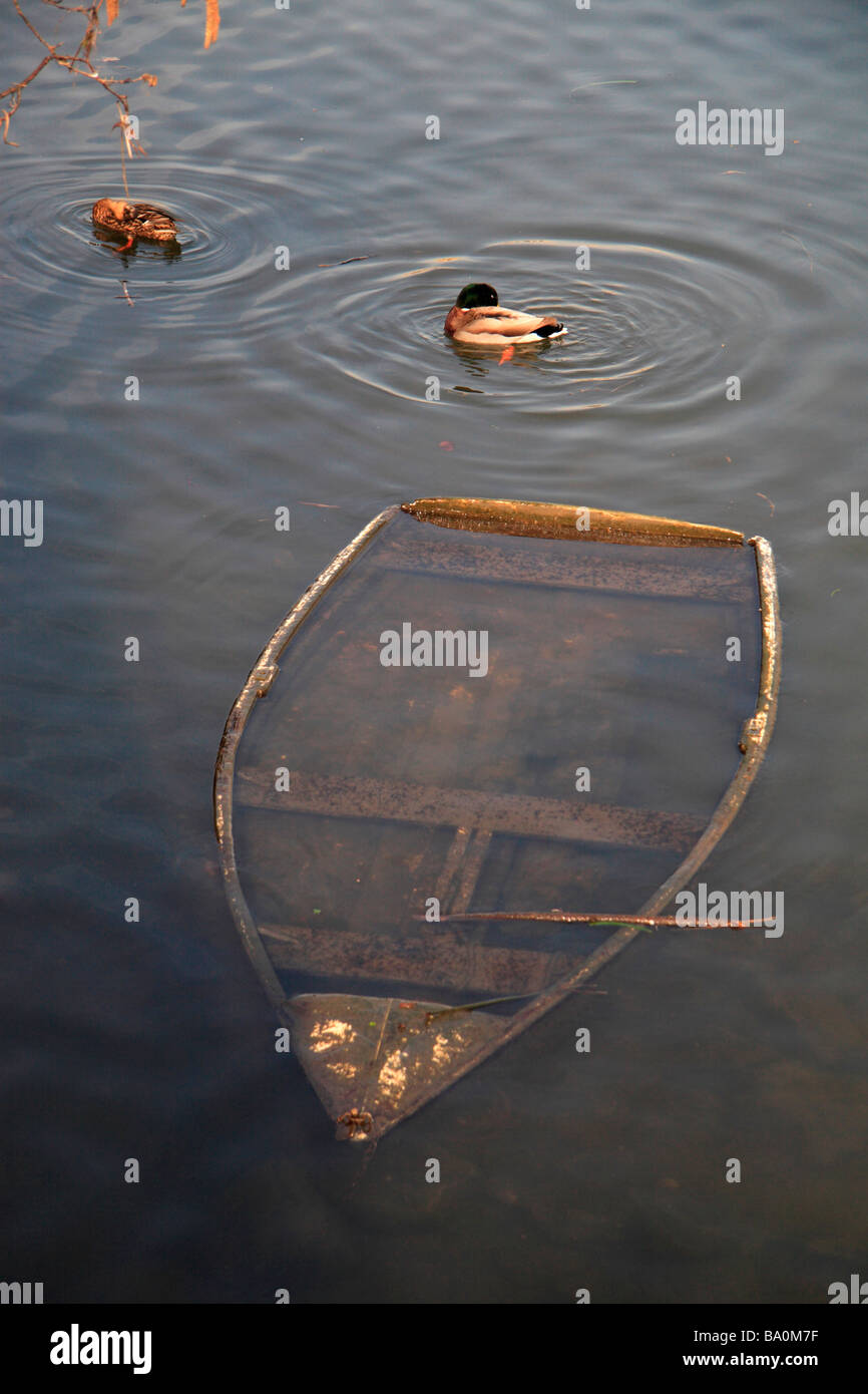 Enten Swin durch eine teilweise untergetauchten versenkt schäbig auf der Themse in der Nähe von Schloss Richmond, England. Stockfoto