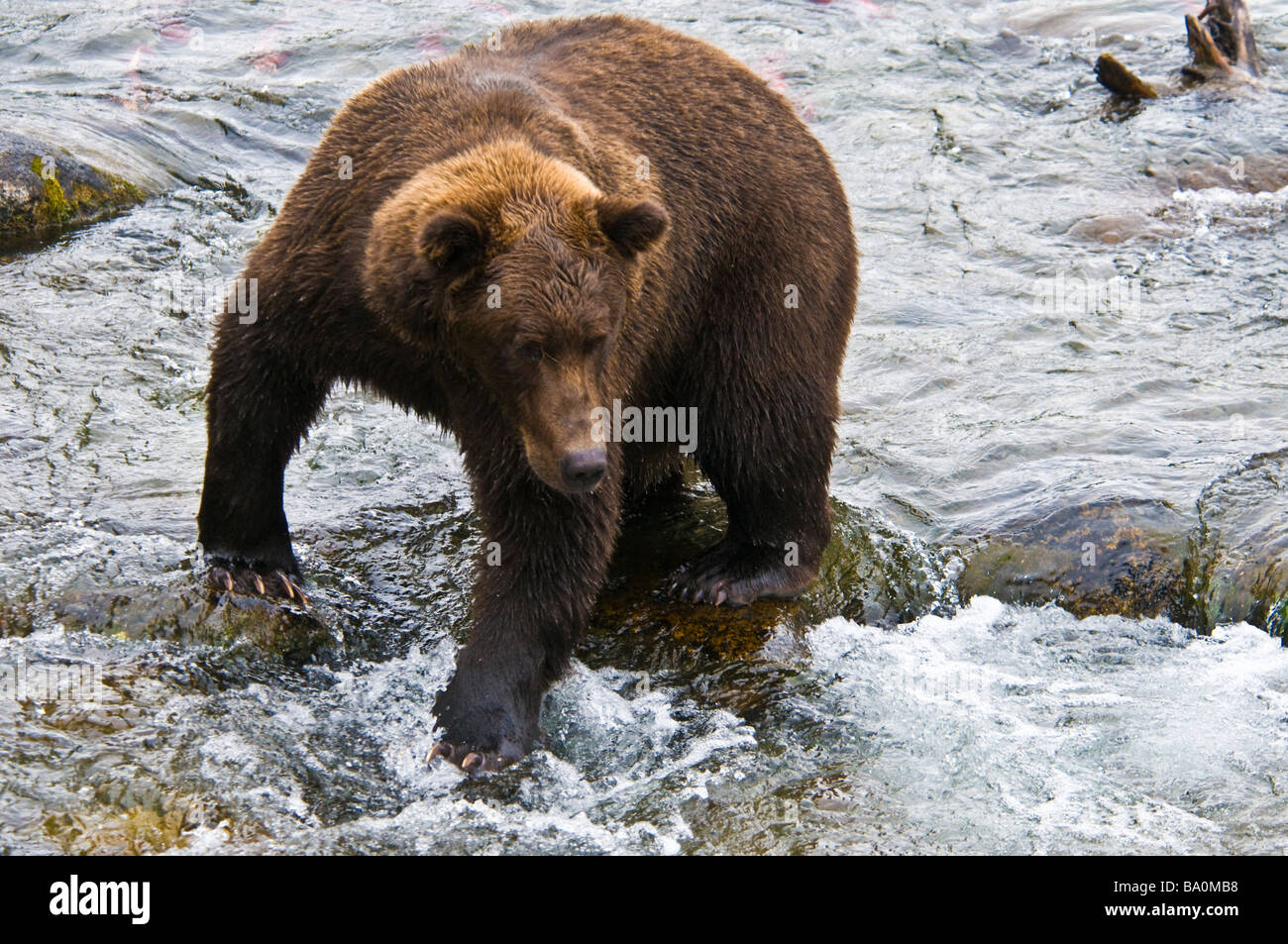 Grizzly Bär, Ursus Arctos Horriblis, Angeln im Fluss Brooks, Katmai Nationalpark, Alaska, USA Stockfoto