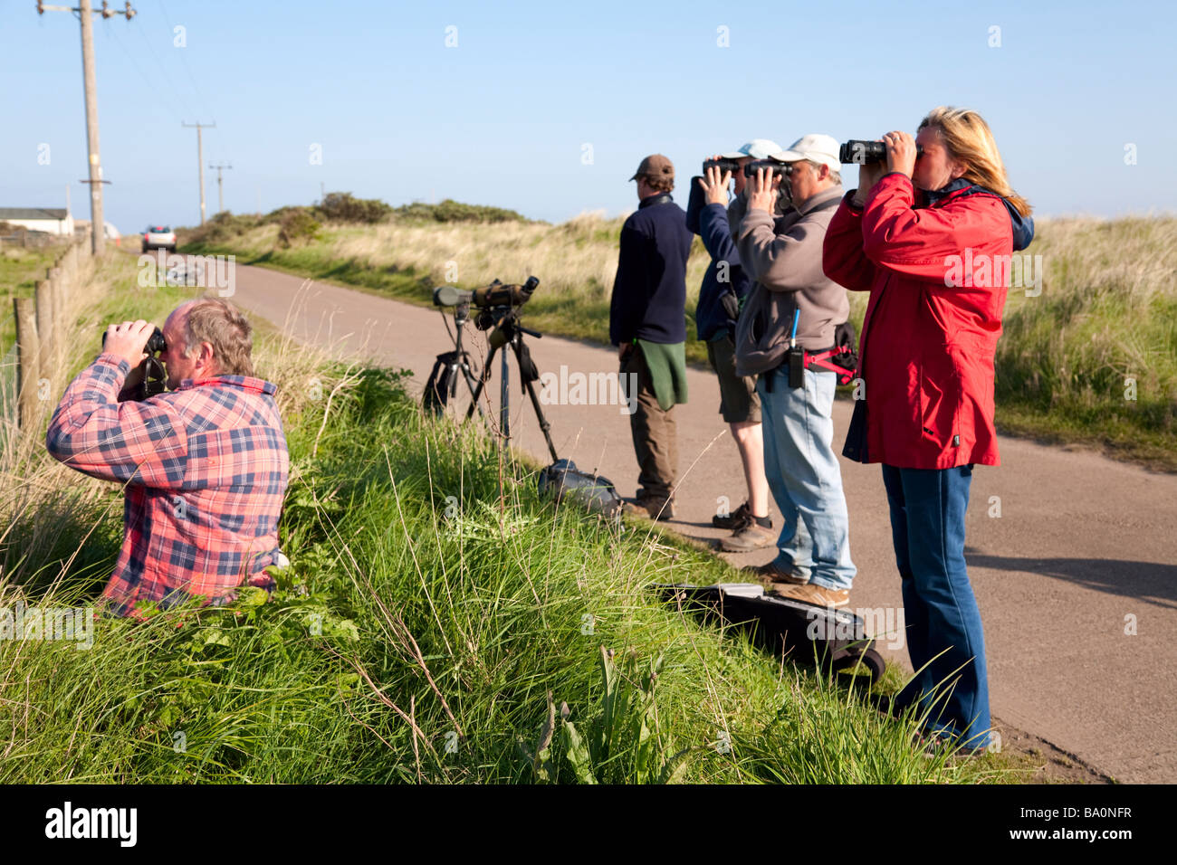 Ostküste-Vogelbeobachtung Stockfoto