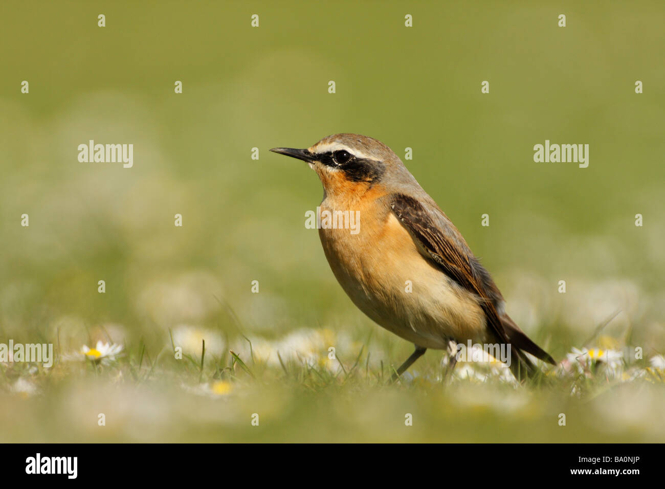 STEINSCHMÄTZER Oenanthe Oenanthe, thront auf dem Boden Stockfoto