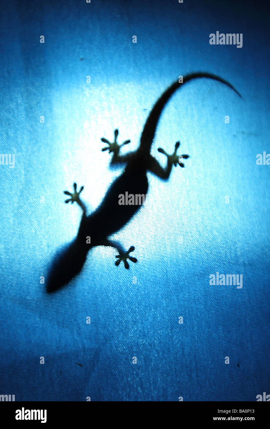 Eine kleine Gecko auf eine blaue Flagge in Mulu NP, Borneo Malaysia Stockfoto
