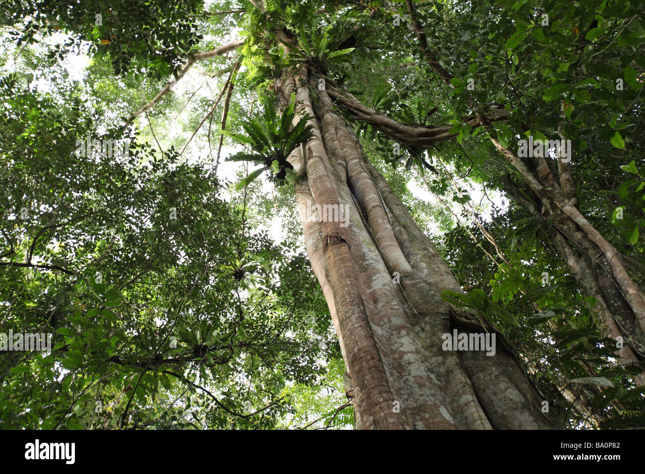 Großer Baum im Dschungel von Borneo Stockfoto