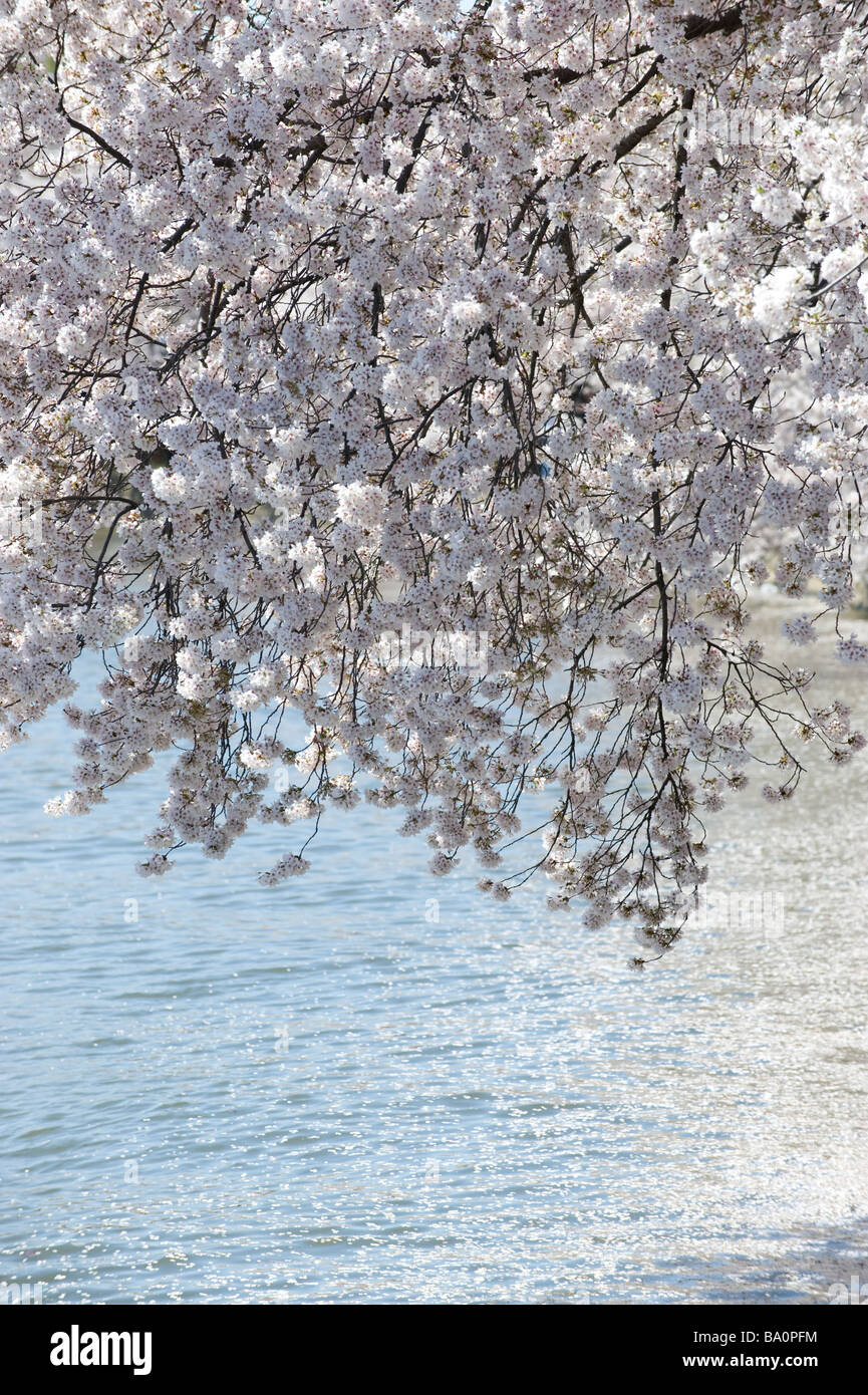 Kirschblüten Frühling Washington DC über Gezeitenbecken Wasser hautnah Stockfoto