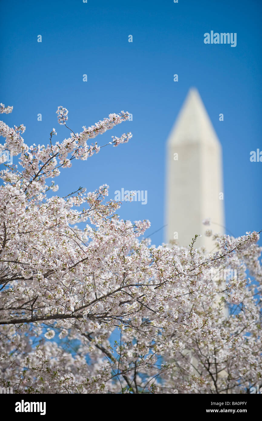 Washington Monument mit Kirschblüten Stockfoto