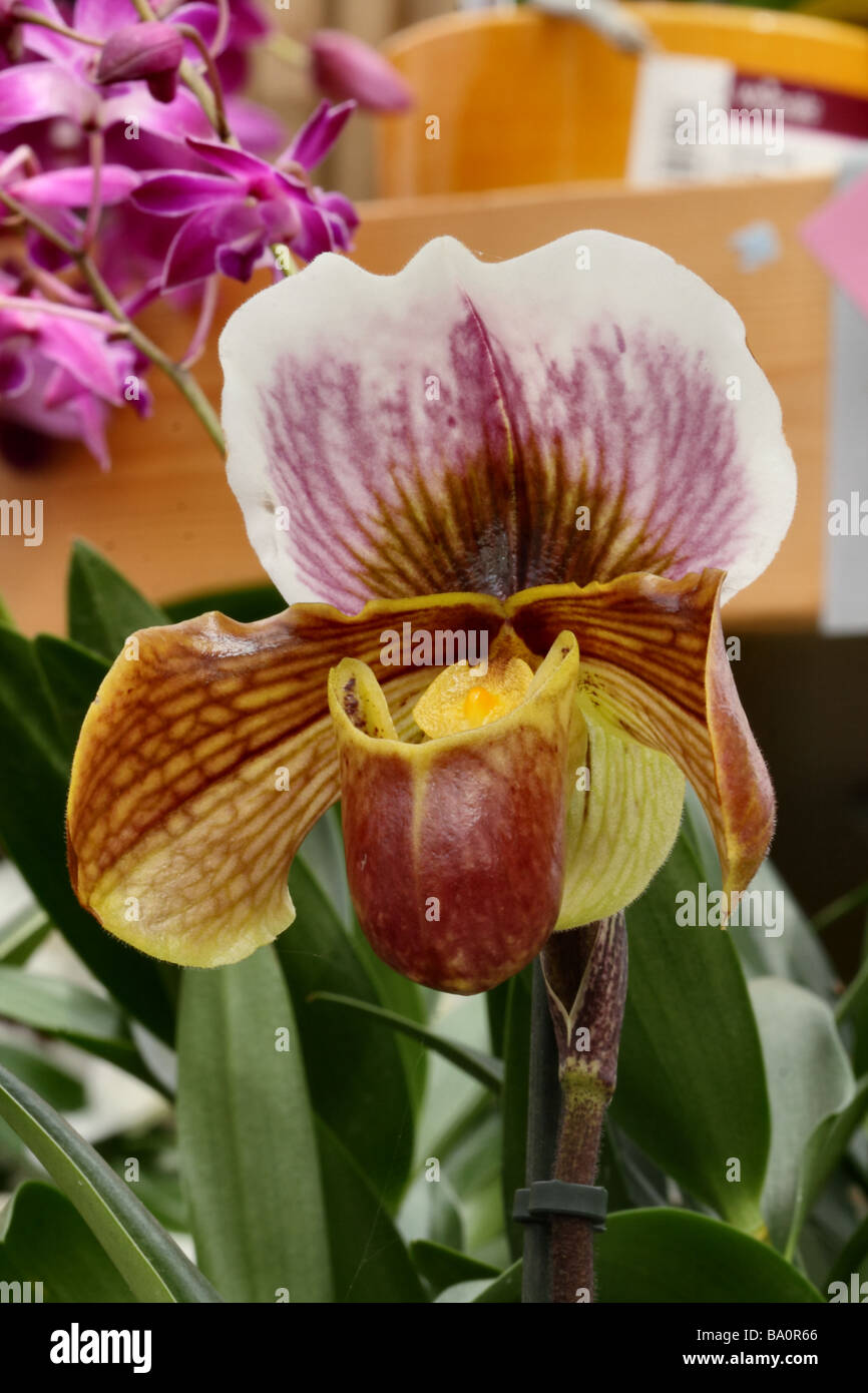 Pantoffel Orchidee, in der Nähe von blühen oder Makro zeigt Detail und Struktur Blume Stockfoto