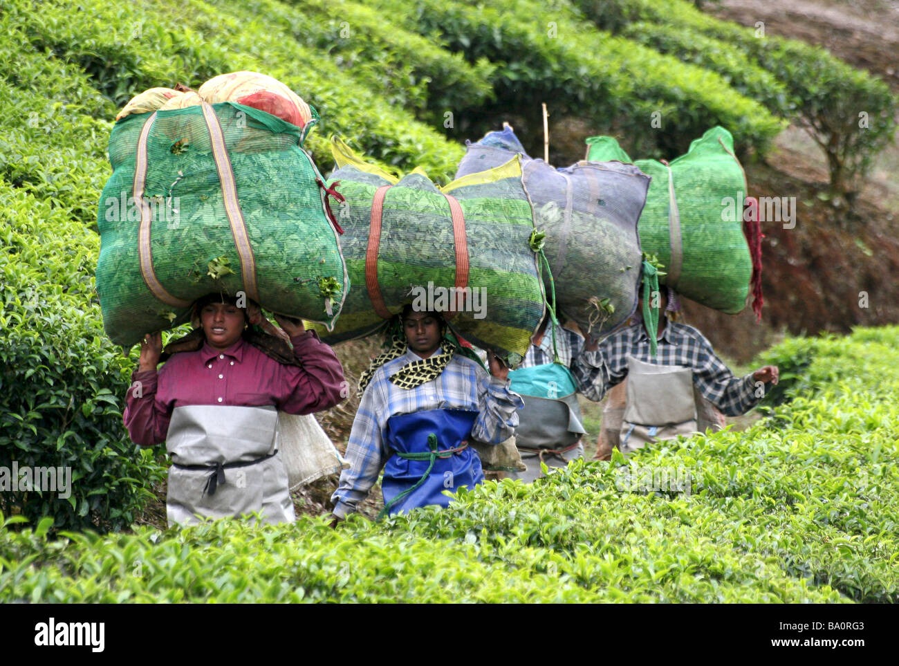 Linie von Kerala Teepflückerinnen hinunter durch Terrassen mit großen Bündel von Tee Blätter auf ihren Köpfen ausgewogene Stockfoto