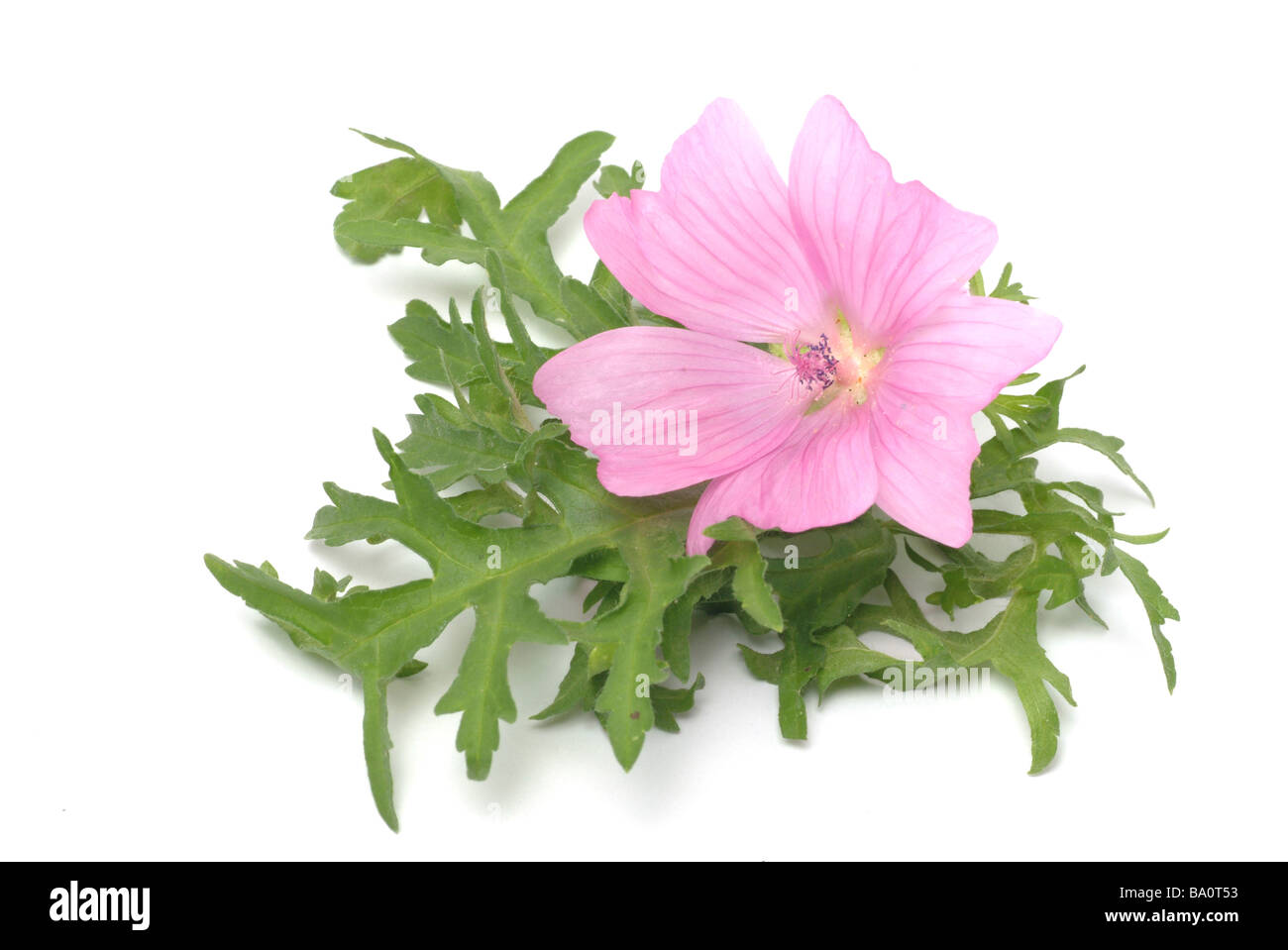 Heilpflanze Moschusmalve Moschusmalve Malva moschate Stockfoto