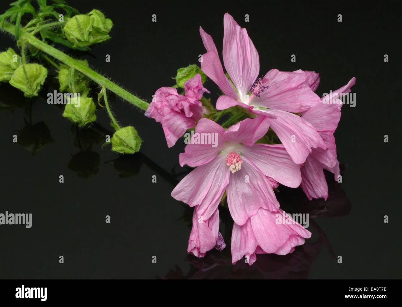 Heilpflanze Moschusmalve Moschusmalve Malva moschate Stockfoto