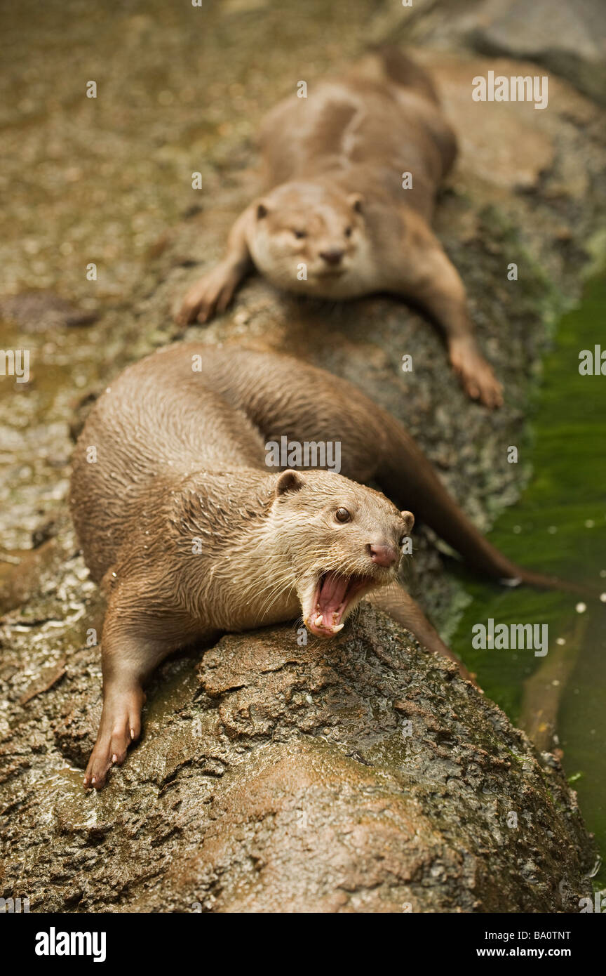 Glatt beschichtet Otter Lutrogale Perspicillata in Gefangenschaft Stockfoto