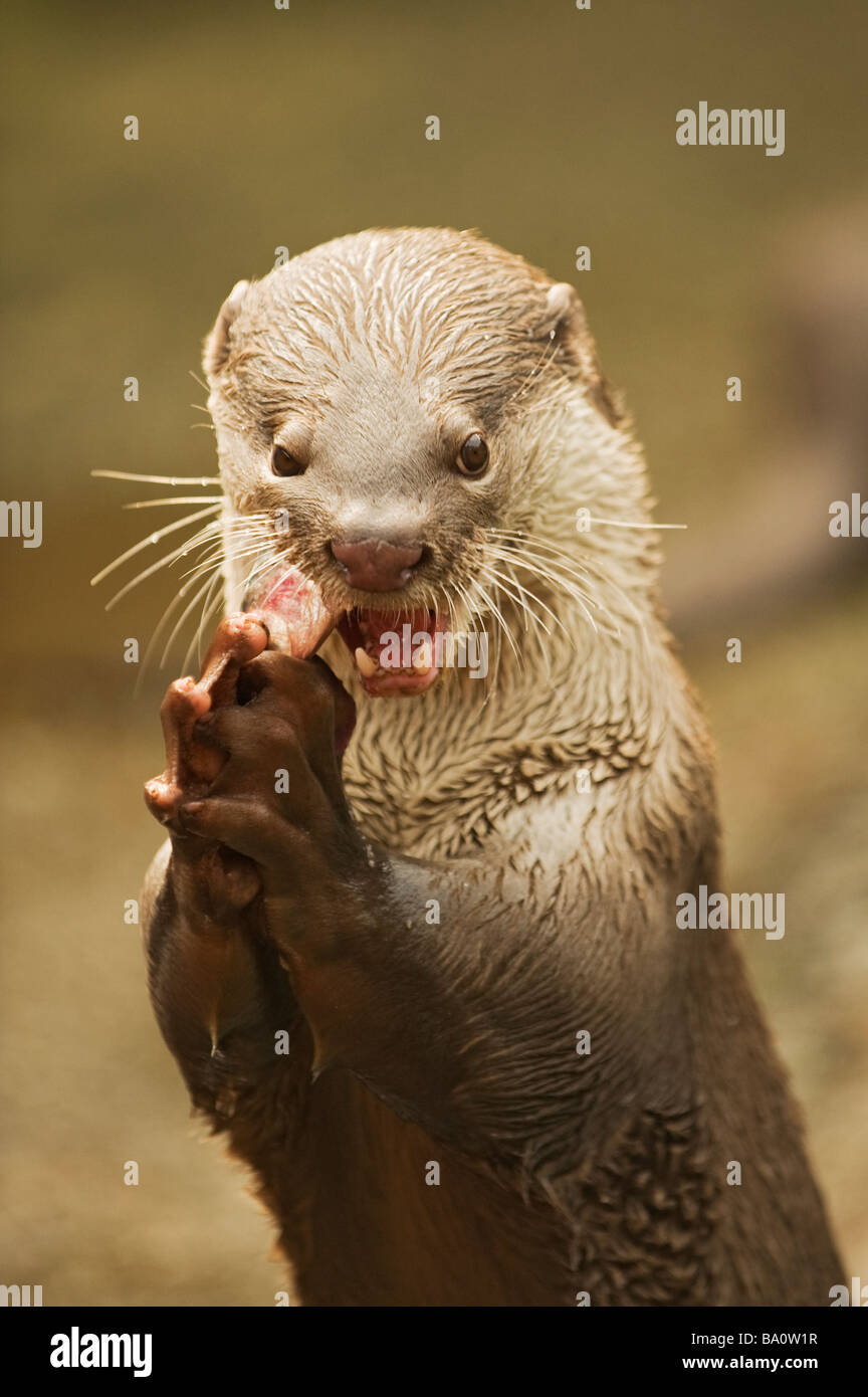Glatt beschichtet Otter Lutrogale Perspicillata in Gefangenschaft Stockfoto