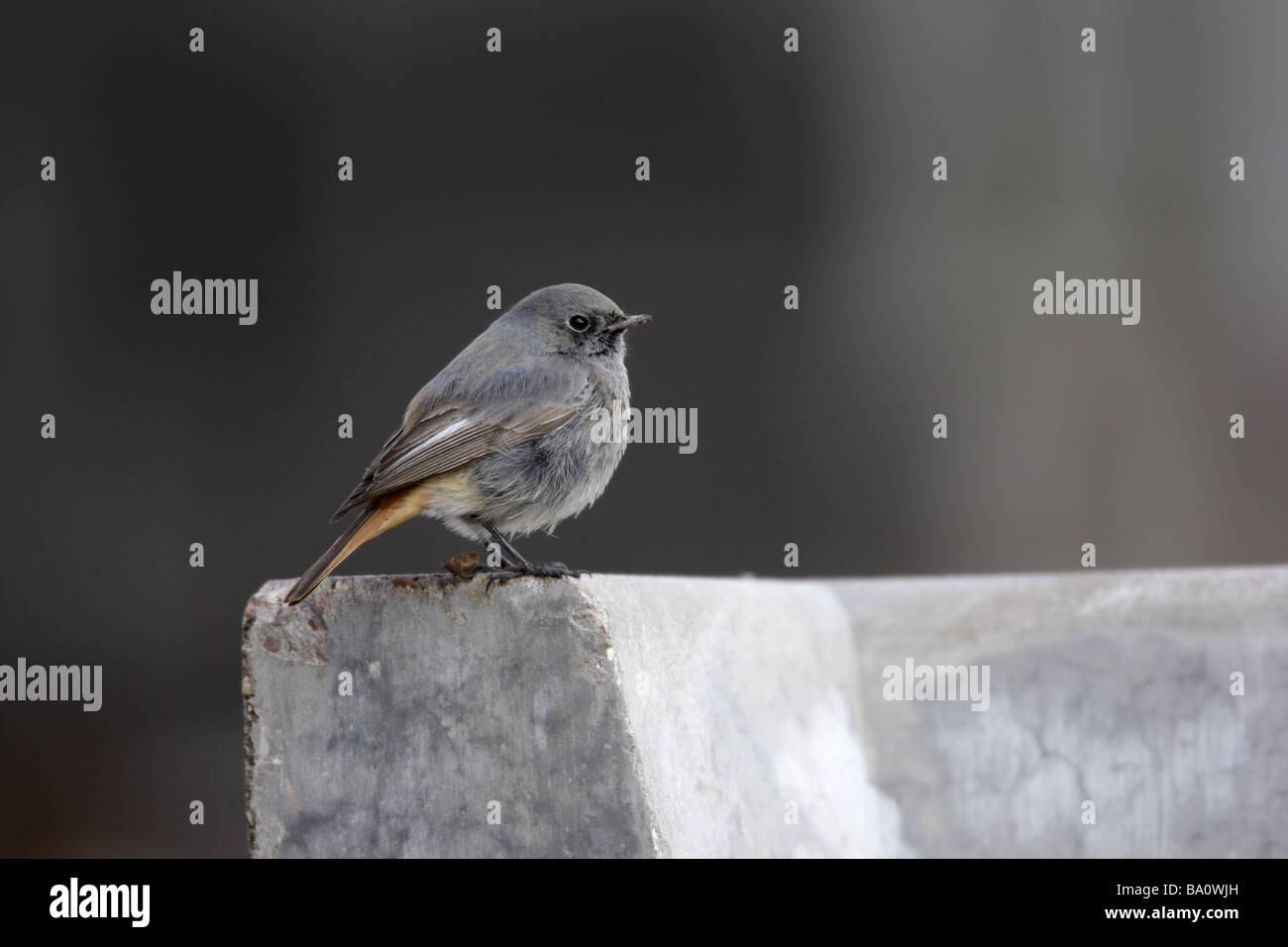 Hausrotschwanz Phoenicurus Ochruros männlichen Midlands winter Stockfoto